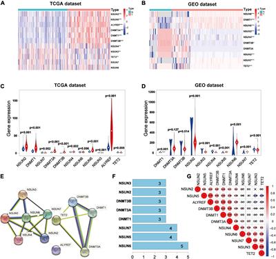 Prognostic Significance and Tumor Immune Microenvironment Heterogenicity of m5C RNA Methylation Regulators in Triple-Negative Breast Cancer